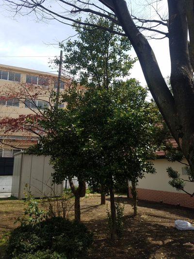 Ilex integra, photographed by Yoshihiro Tokue