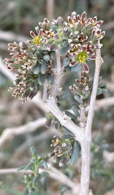 Gymnocarpos decander, photographed by Henrik Kibak
