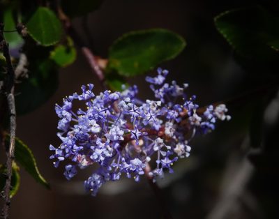 Ceanothus tomentosus