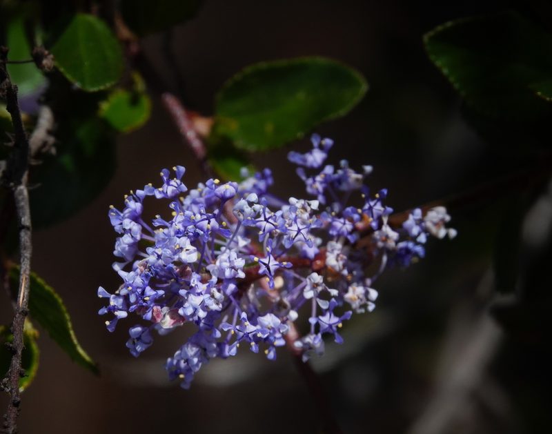Ceanothus tomentosus, photographed by desertnaturalist