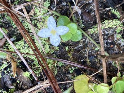 Houstonia procumbens, photographed by er-birds
