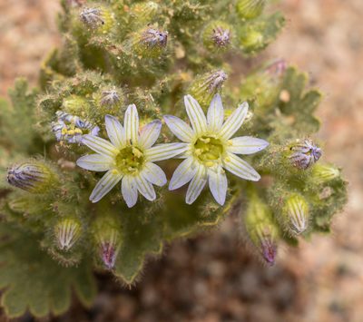 Malesherbia humilis, photographed by Nicolás Villaseca Merino