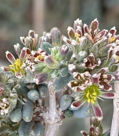 Gymnocarpos decander, photographed by Henrik Kibak