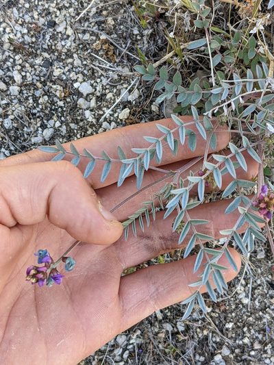 Astragalus palmeri, photographed by Trevor Van Loon