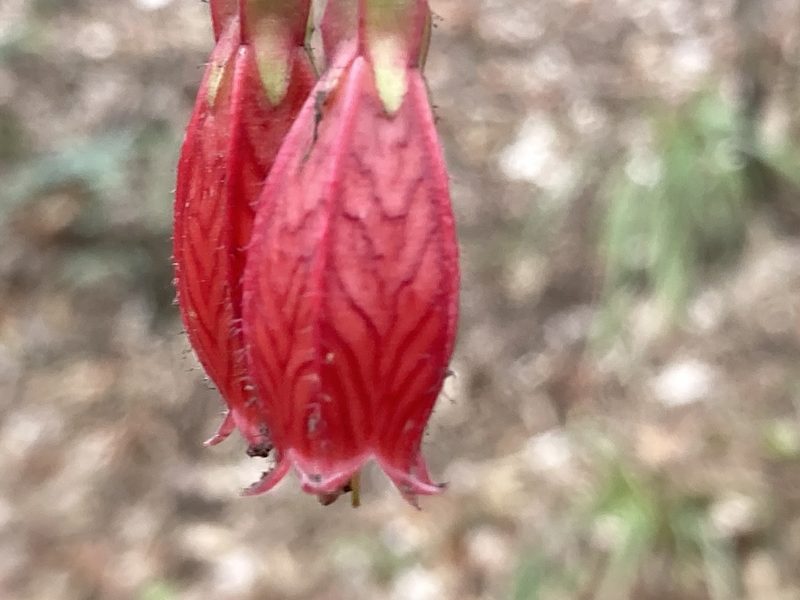 Agapetes serpens, photographed by John Kenrick Gibson