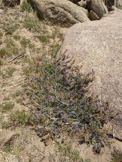 Astragalus palmeri, photographed by Trevor Van Loon