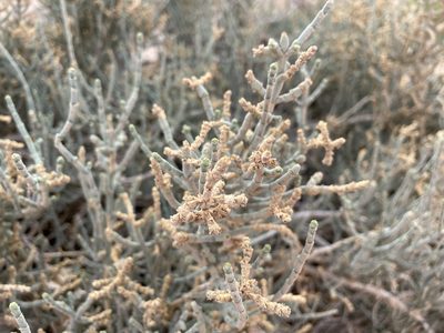 Anabasis articulata