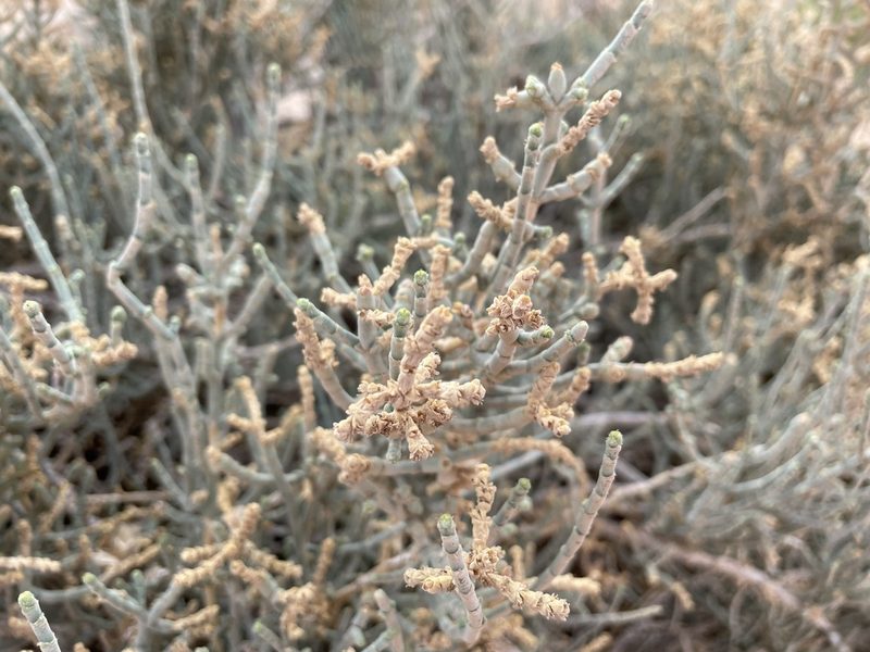 Anabasis articulata, photographed by Henrik Kibak