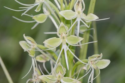 Habenaria melvillei, photographed by Morten Ross