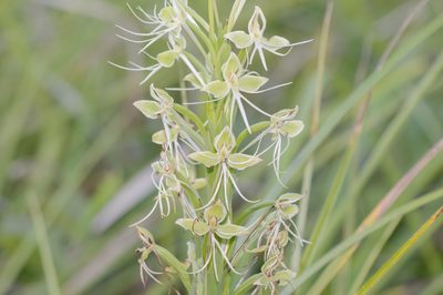 Habenaria melvillei, photographed by Morten Ross