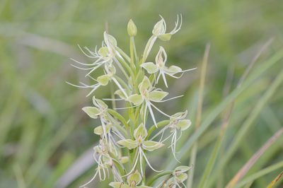 Habenaria melvillei, photographed by Morten Ross