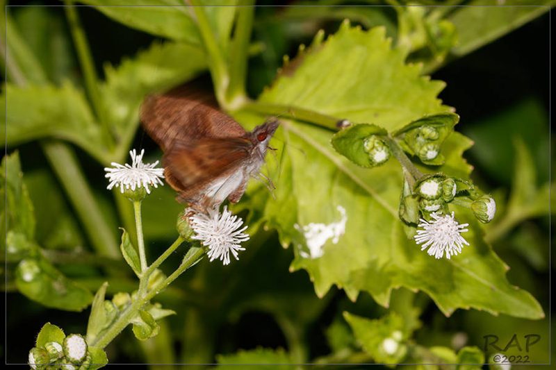 Adenostemma brasilianum, photographed by RAP
