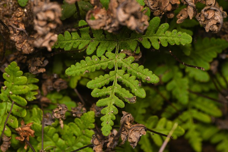 Pentagramma maxonii, photographed by Trevor Van Loon