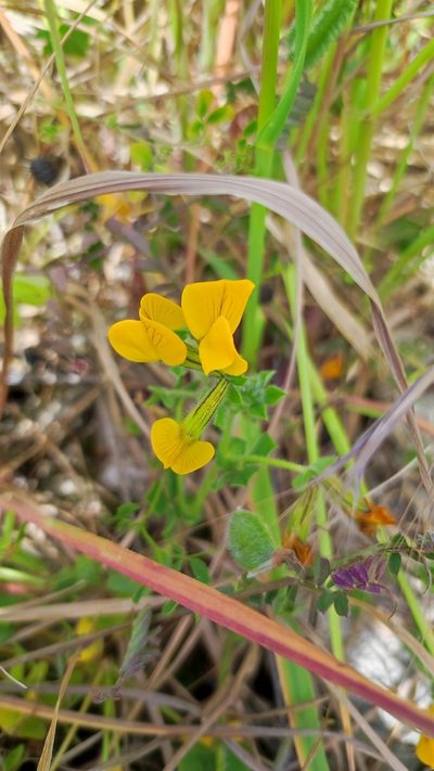 Lotus biflorus, photographed by Crap Fou
