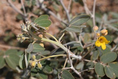 Senna covesii, photographed by Trevor Van Loon
