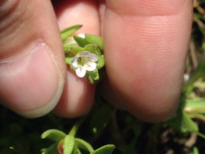 Gratiola ebracteata, photographed by Melanie Link-Perez