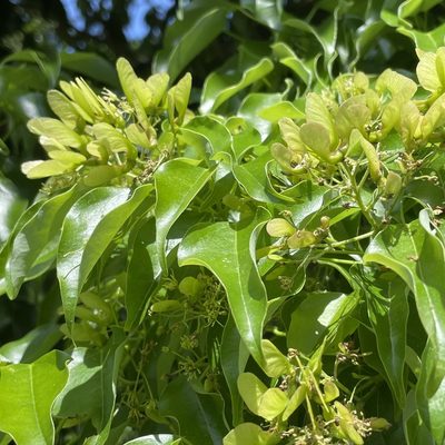 Acer oblongum, photographed by Takaaki Hattori