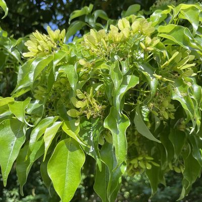 Acer oblongum, photographed by Takaaki Hattori