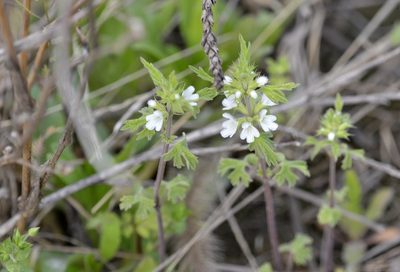 Lagopsis supina, photographed by Zinogre