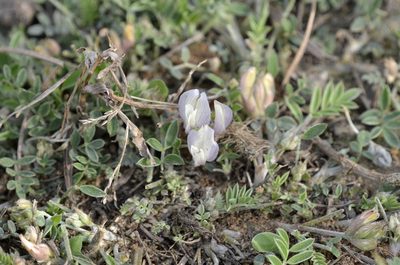 Astragalus scaberrimus, photographed by Zinogre
