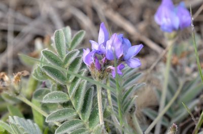 Gueldenstaedtia verna, photographed by Zinogre