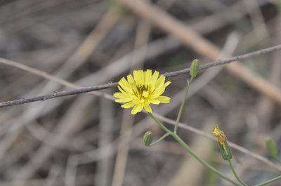 Ixeris chinensis, photographed by Zinogre