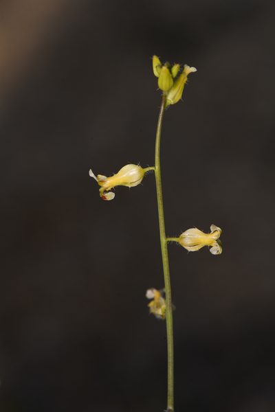 Streptanthus simulans, photographed by Trevor Van Loon
