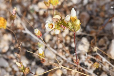 Leptosiphon lemmonii, photographed by Trevor Van Loon