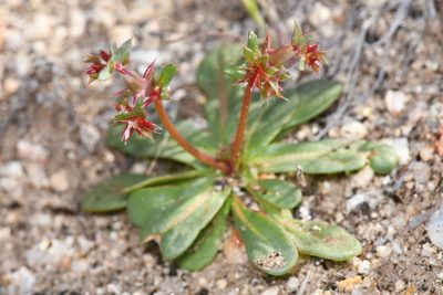 Centrostegia thurberi, photographed by Trevor Van Loon