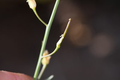 Streptanthus hallii, photographed by Trevor Van Loon