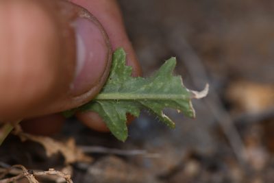Streptanthus hallii, photographed by Trevor Van Loon