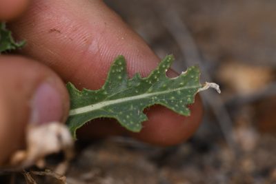 Streptanthus hallii, photographed by Trevor Van Loon