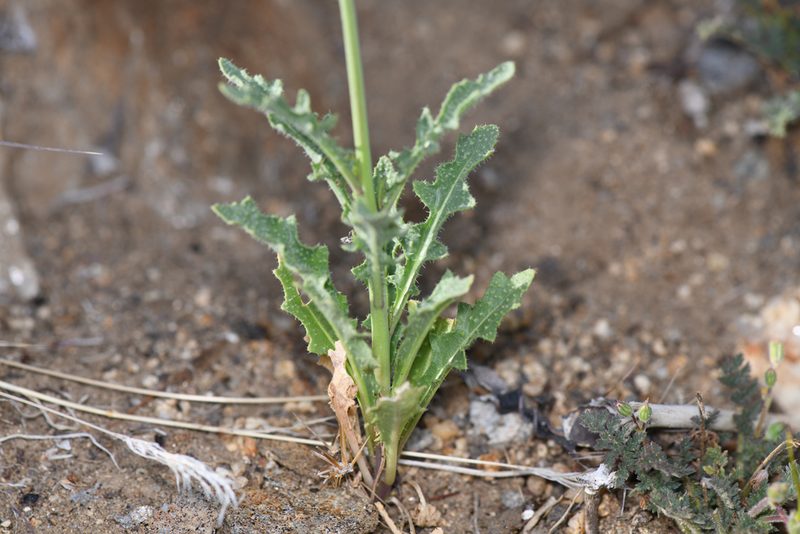 Streptanthus hallii, photographed by Trevor Van Loon