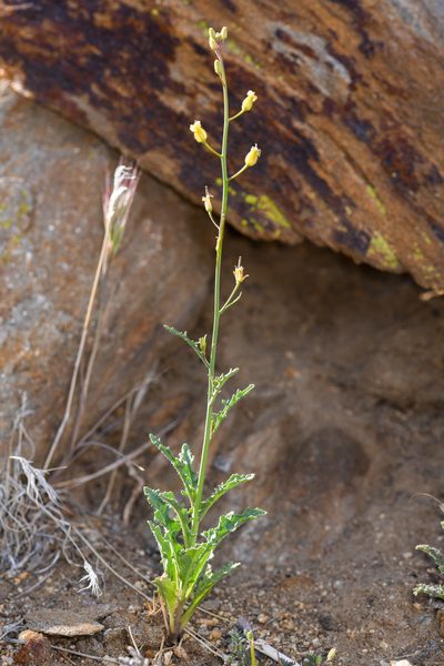 Streptanthus hallii, photographed by Trevor Van Loon