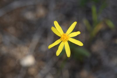Senecio californicus