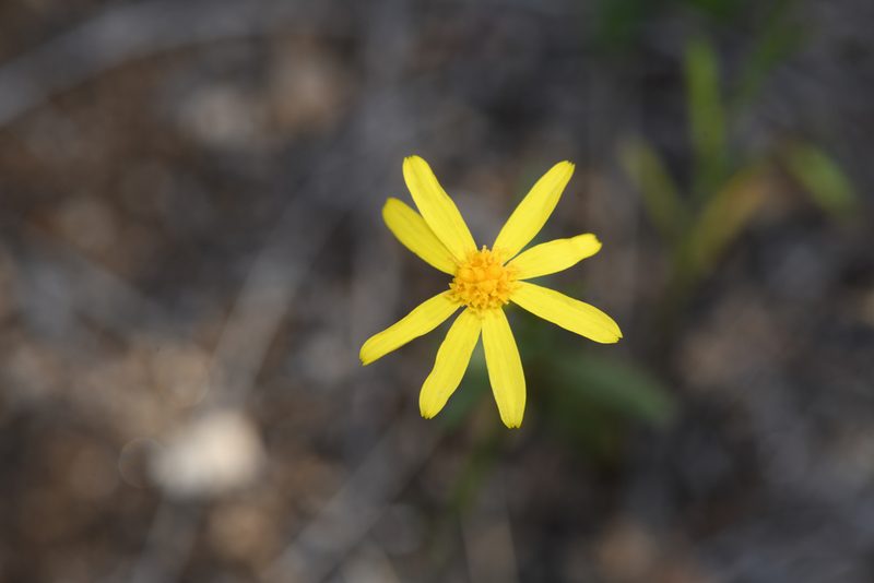 Senecio californicus, photographed by Trevor Van Loon