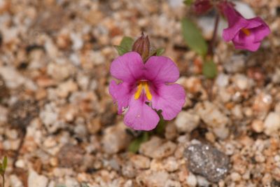 Diplacus fremontii, photographed by Trevor Van Loon
