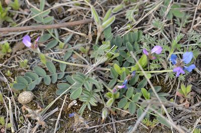 Gueldenstaedtia verna, photographed by Zinogre