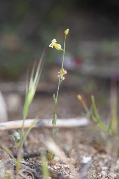 Streptanthus simulans, photographed by Trevor Van Loon