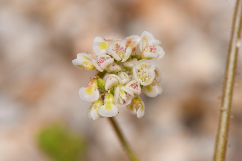 Eriogonum thurberi, photographed by Trevor Van Loon