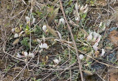 Astragalus scaberrimus, photographed by Zinogre