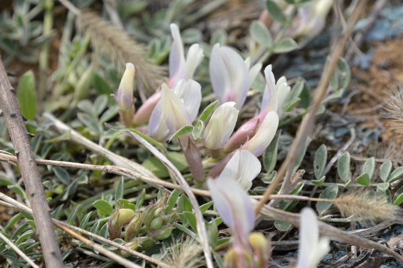 Astragalus scaberrimus, photographed by Zinogre