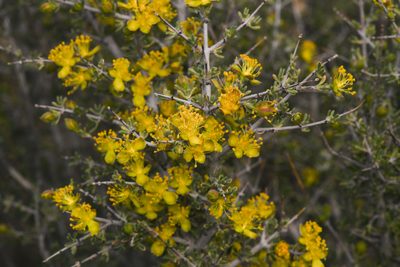 Coleogyne ramosissima, photographed by Trevor Van Loon