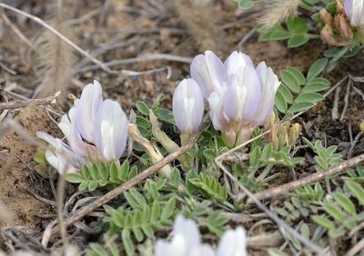 Astragalus scaberrimus, photographed by Zinogre