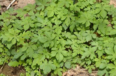 Humulus scandens, photographed by Zinogre