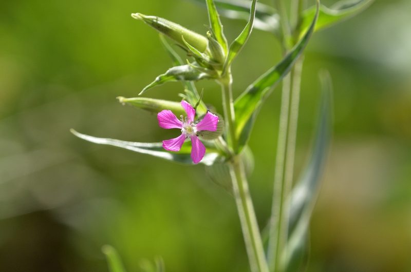 Silene conoidea, photographed by Zinogre