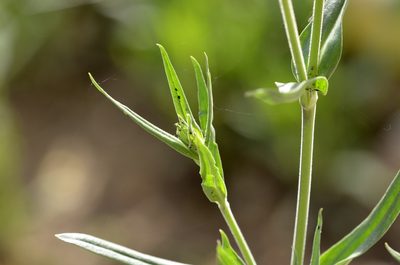 Silene conoidea, photographed by Zinogre