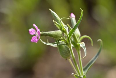 Silene conoidea, photographed by Zinogre