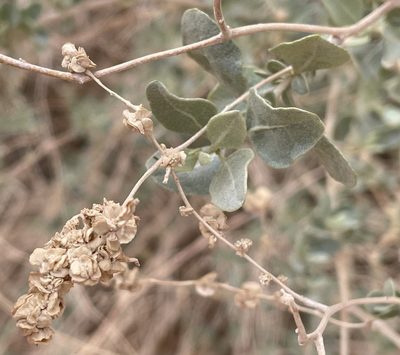Atriplex halimus, photographed by Henrik Kibak