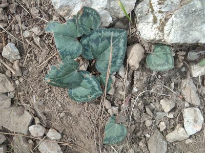 Cyclamen maritimum, photographed by Ben Costamagna